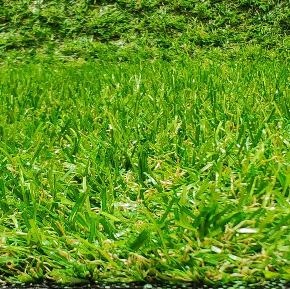 Kunstgras, tapijt voor terras of tuin, 20 mm hoogte (100 x 100 cm)