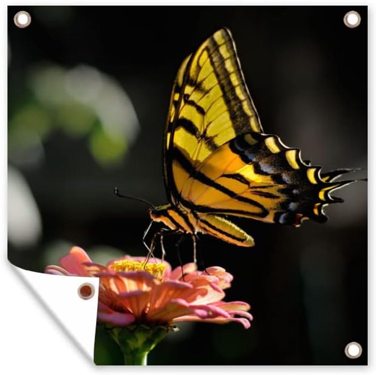 Tuinposter - 200x200 cm - Vlinder - Botanisch - Bloem
