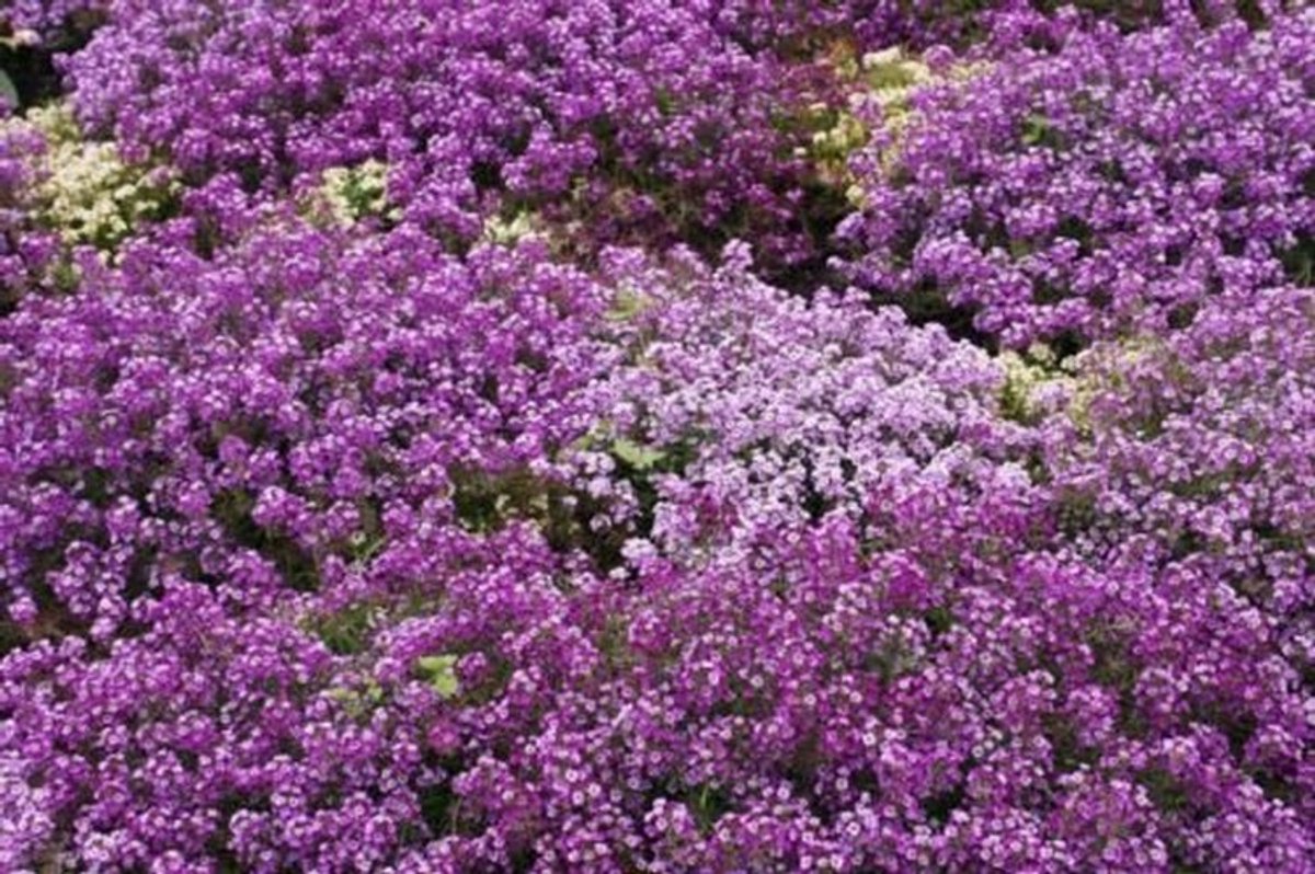 Elzusha - 375 Zaden van Alyssum voor een Prachtige Bloementuin