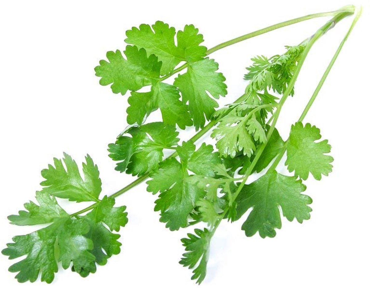 Elzusha - 200 Stuks Coriander Zaden