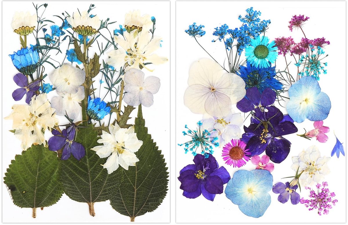 SolidKeus - Set van 2 Verpakkingen Geperste Droogbloemen voor DIY