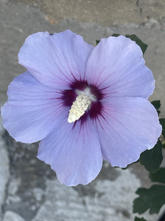 Fleur d'hibiscus violette avec un cœur violet foncé et des stries violet foncé sur les pétales.