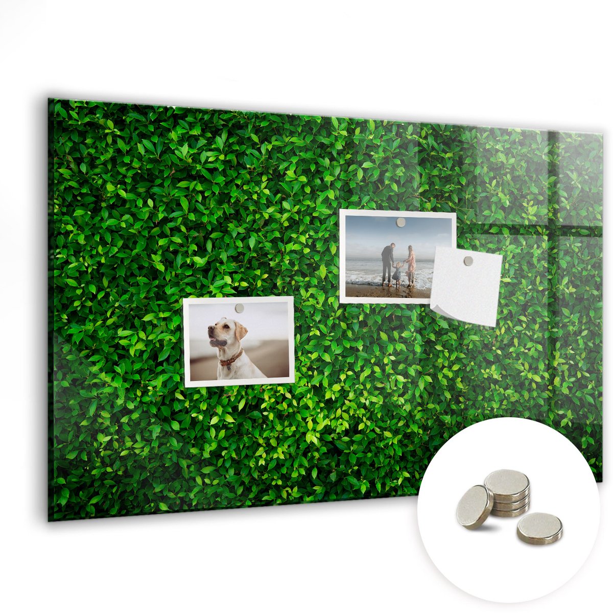 Coloray Glazen Magneetbord - Magnetisch Bord Hegbladeren - 60x40 cm - Groente Magneetbord - Magnetic Board - Bureau Decoratie