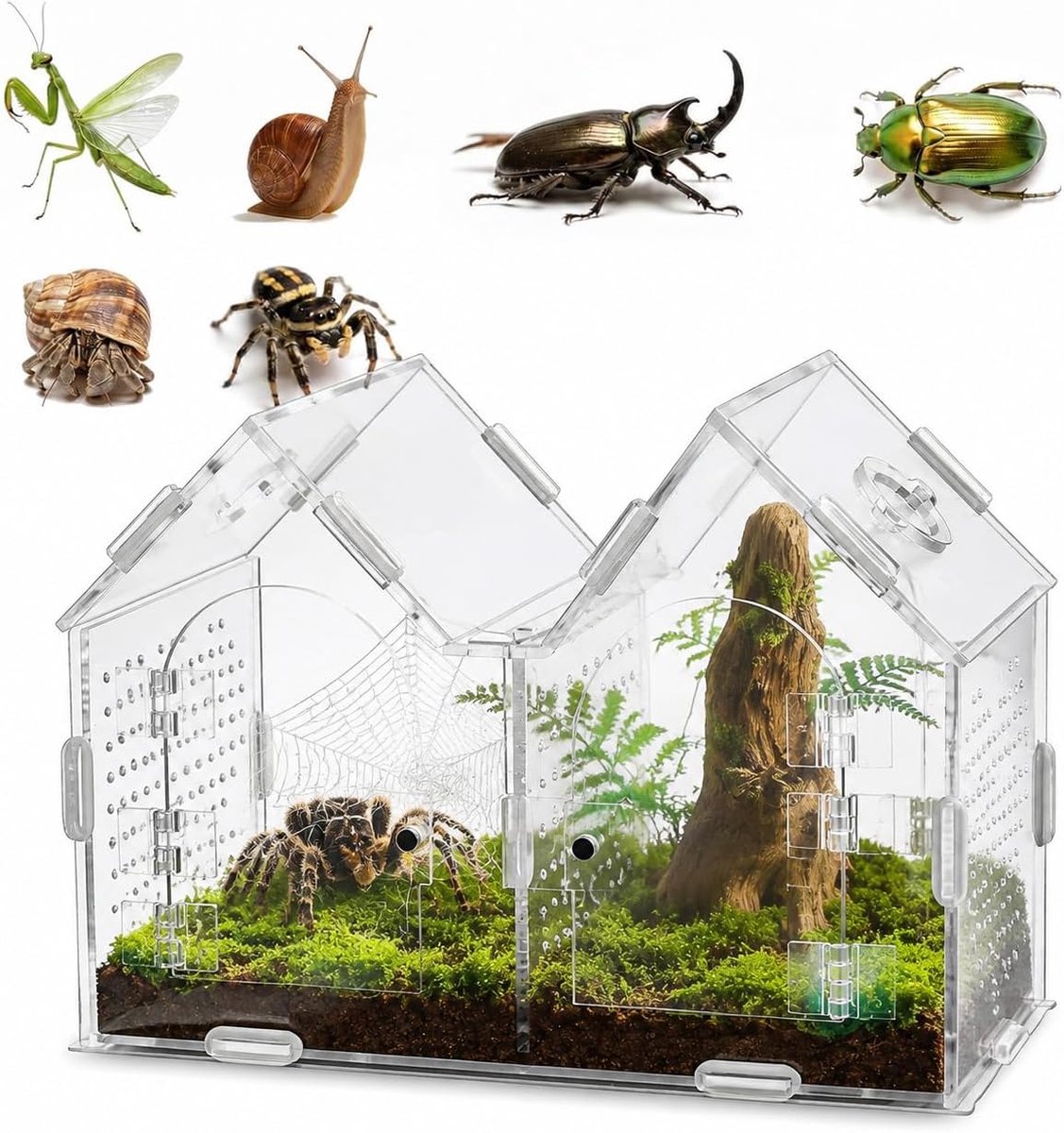 Acryl Terrarium voor Springspinnen met Magnetische Deur Transparant - ShopVlot