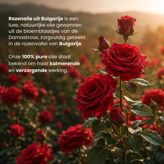 Veel rode rozen in de schemering. Tekst over rozenolie uit Bulgarije en kalmerende werking.