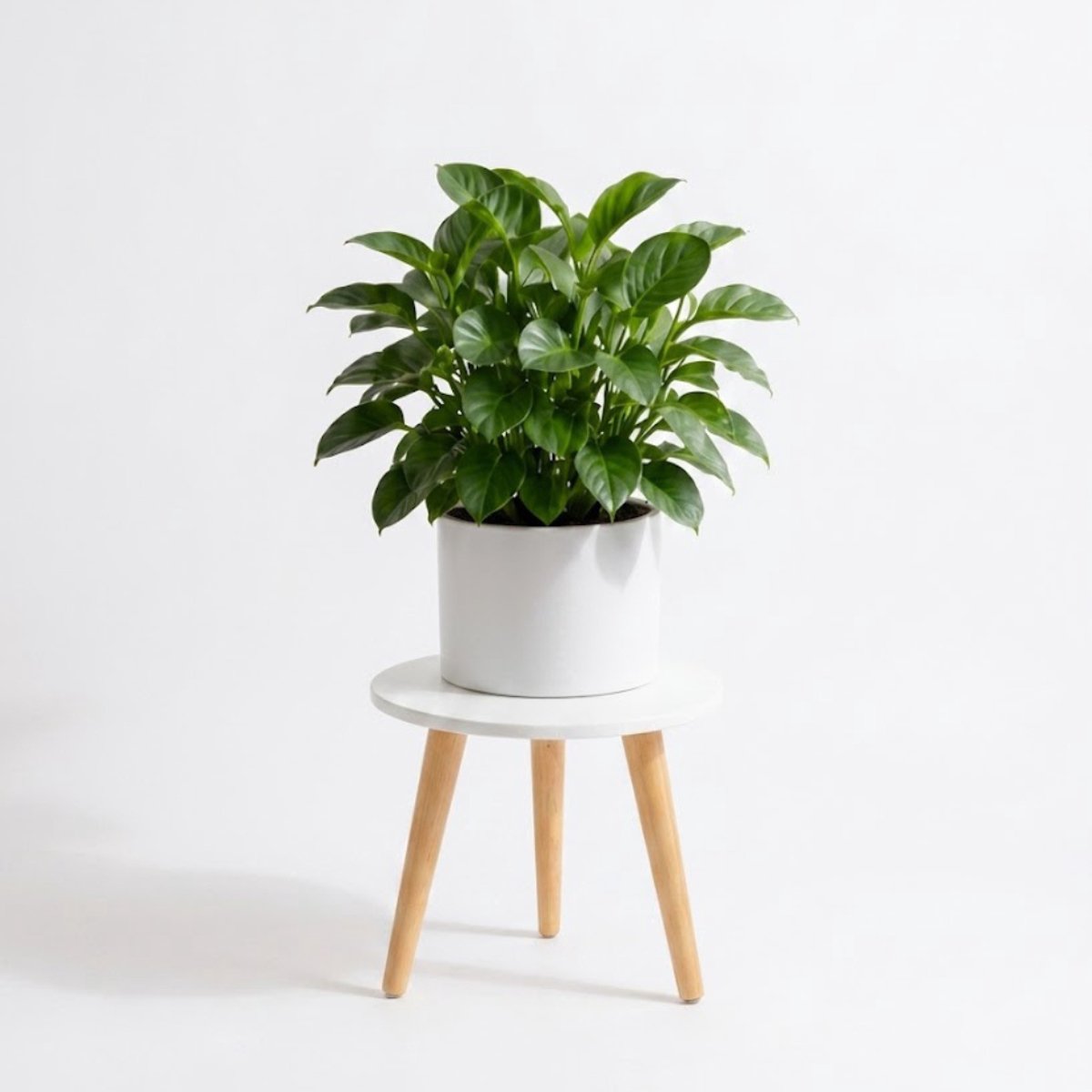 Zavio® Plantentafel - Plantenstandaard voor Binnen - Plantenzuil