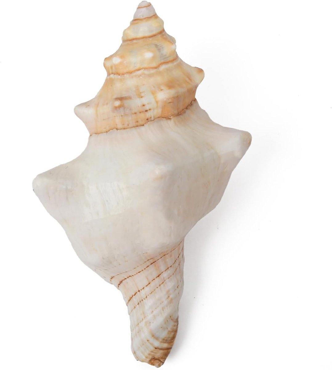 15-18CM Extra Grote Natuurlijke Zeeschelpen voor Huisdecoratie | Enorme Ocean Conch Jumbo Schelpen Perfect voor Bruiloft Decor Strand Thema Feest, DIY Crafts, Fish Tank en Shell Collectors