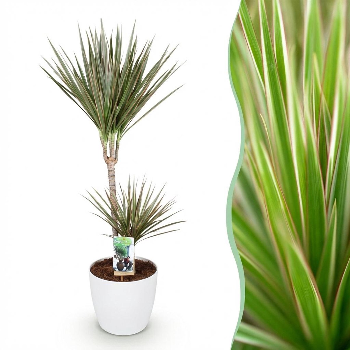 Kamerplanten - Dracaena Marginata Bicolor - Drakenbloedboom - Weinig onderhoud - Groen - 1 Plant - met Potter Wit - Pot 21cm - Hoogte 90-100cm