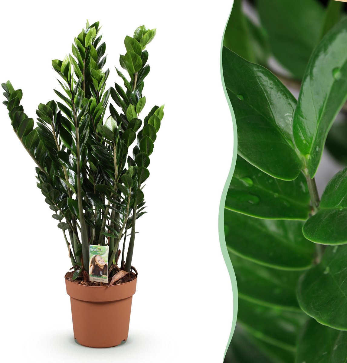 Green is... Kamerplanten - Zamioculcas - ZZ-plant - Weinig onderhoud - Groen - 1 Plant - Pot 21cm - Hoogte 80-90cm