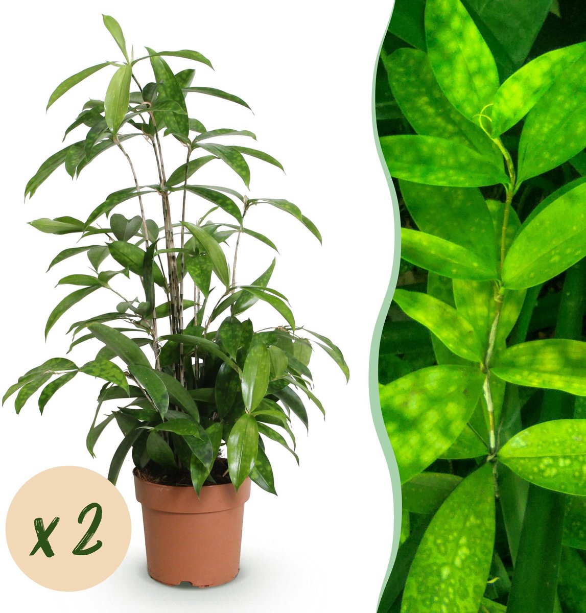 Green is... Kamerplanten - Dracaena surculosa - Drakenbloedboom - Weinig onderhoud - Groen - 2 Planten - Pot 17cm - Hoogte 60-70cm