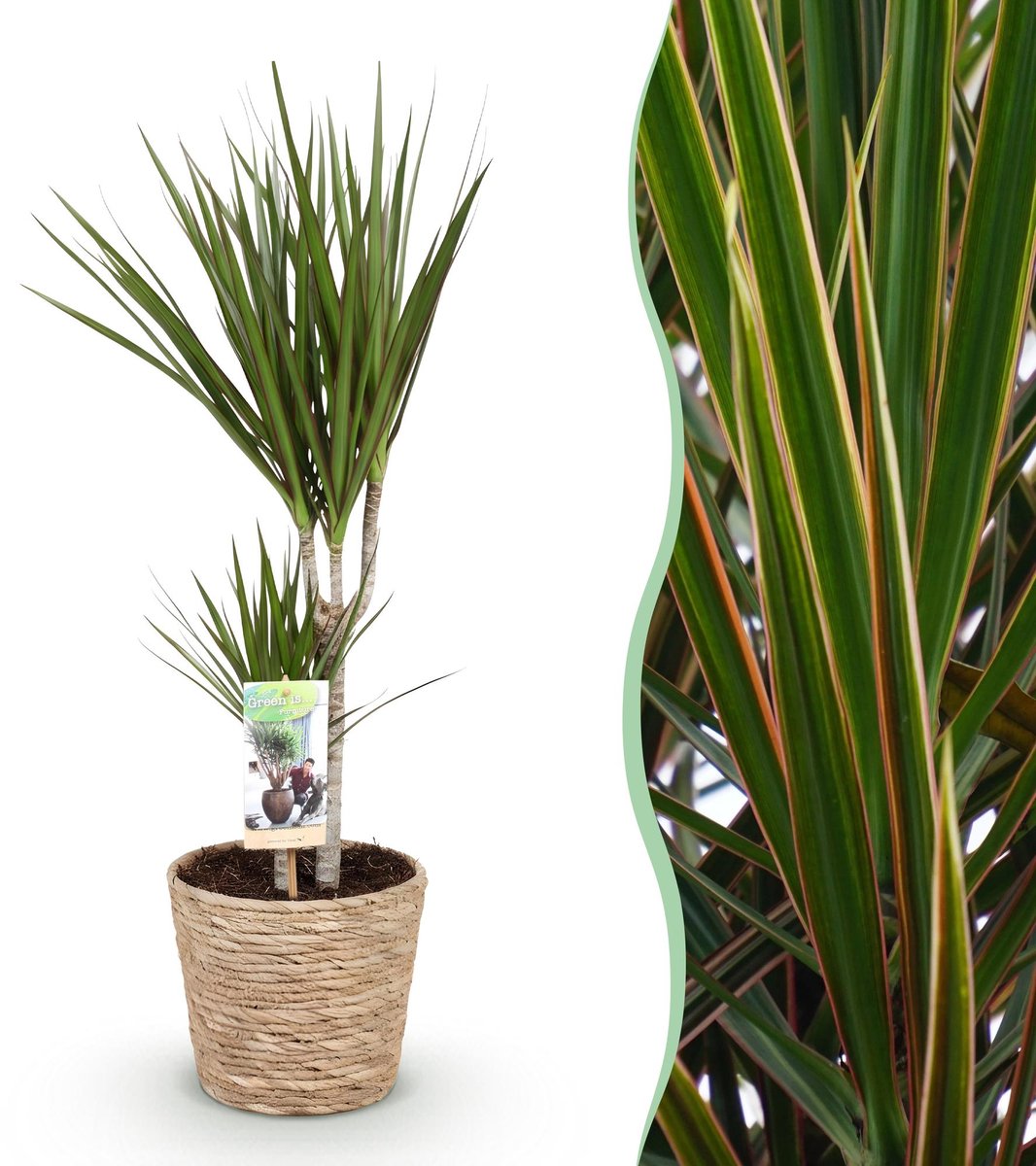 Green is... Kamerplanten - Dracaena Marginata - Drakenbloedboom - Weinig onderhoud - met mand - Groen - 1 Plant - Pot 17cm - Hoogte 70-80cm