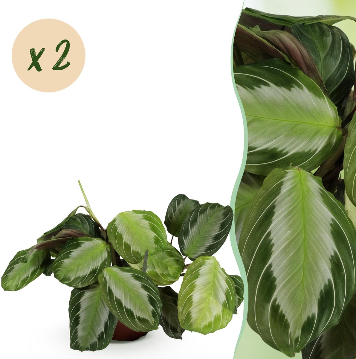 Kamerplant - Maranta Fascinator Silverband - Gebedsplant - Huisdiervriendelijk - Groen - 2 Planten - Pot 12cm - Hoogte 30-35cm