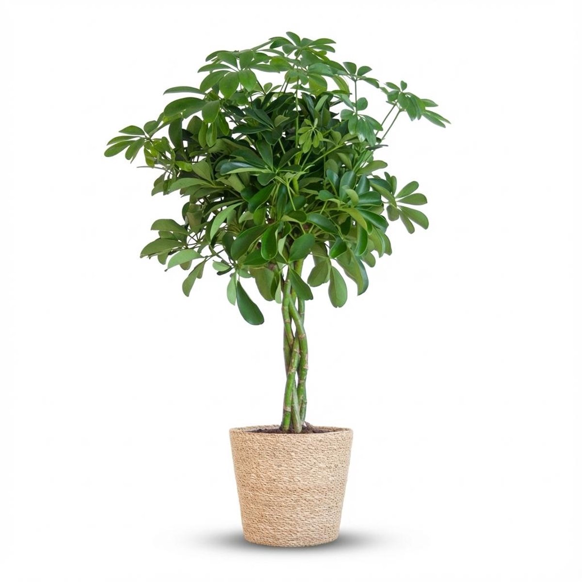 Schefflera Arab Nora met Mand Zeegras naturel - 70cm - Ø21