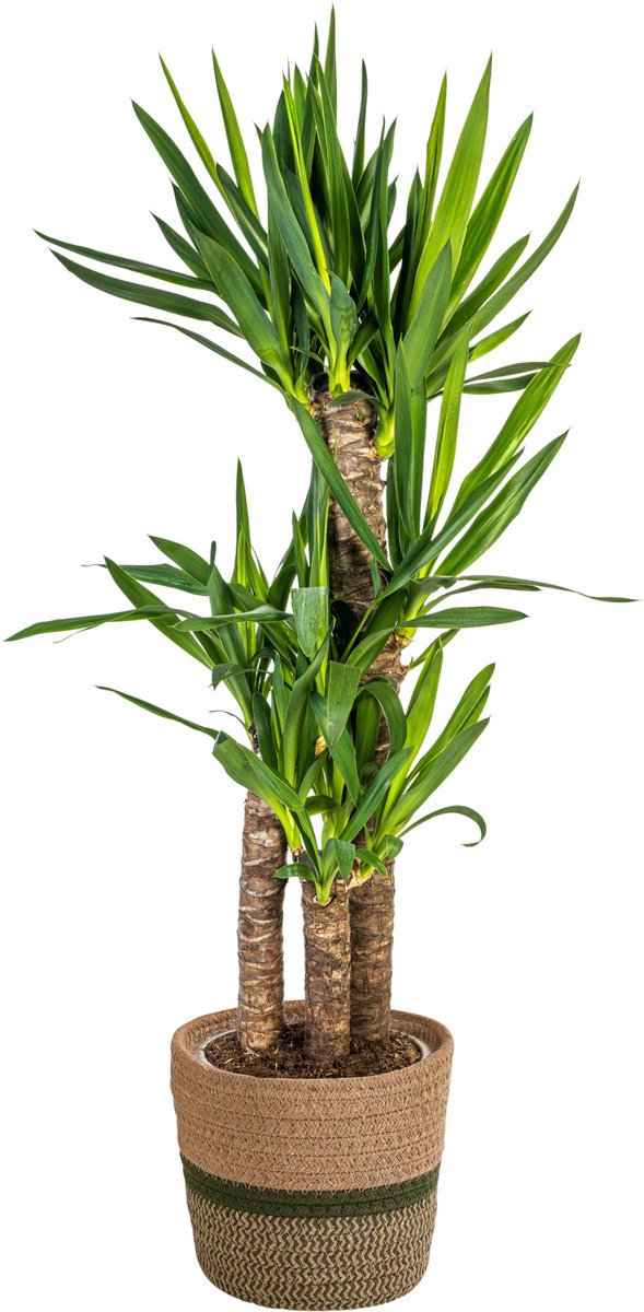 Yucca Elephantipes met mand Ø21cm - 90 - 110cm