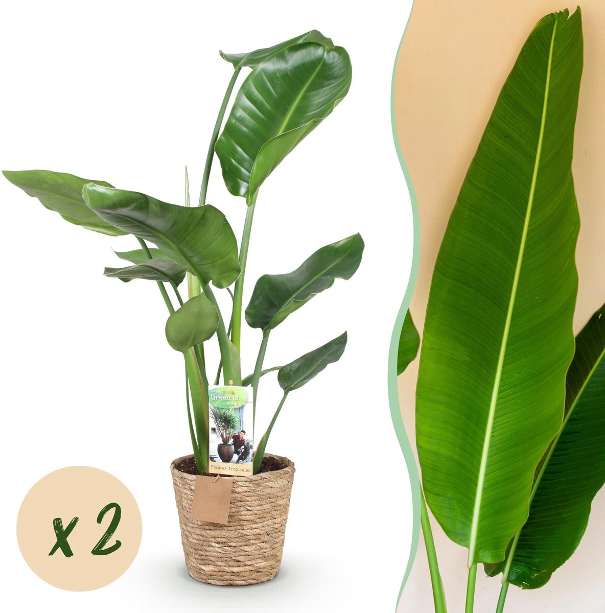 Green is... Kamerplanten - Stelitzia Nicolai - Paradijsvogelbloem - Weinig onderhoud - met mand - Groen - 2 Planten - Pot 17cm - Hoogte 70-90cm