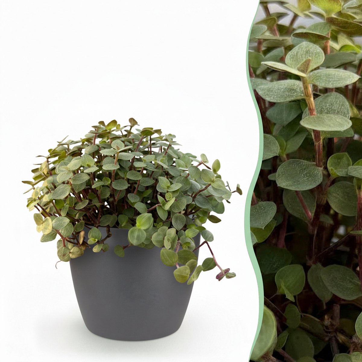 Kamerplant - Calissia repens - Kattengras - Huisdiervriendelijk - Groen - 1 Plant - met Potter Grijs - Pot 12cm - Hoogte 17-20cm