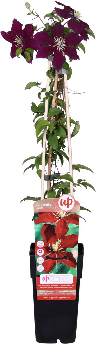 Clematis Niobe - ↨65cm - Ø15