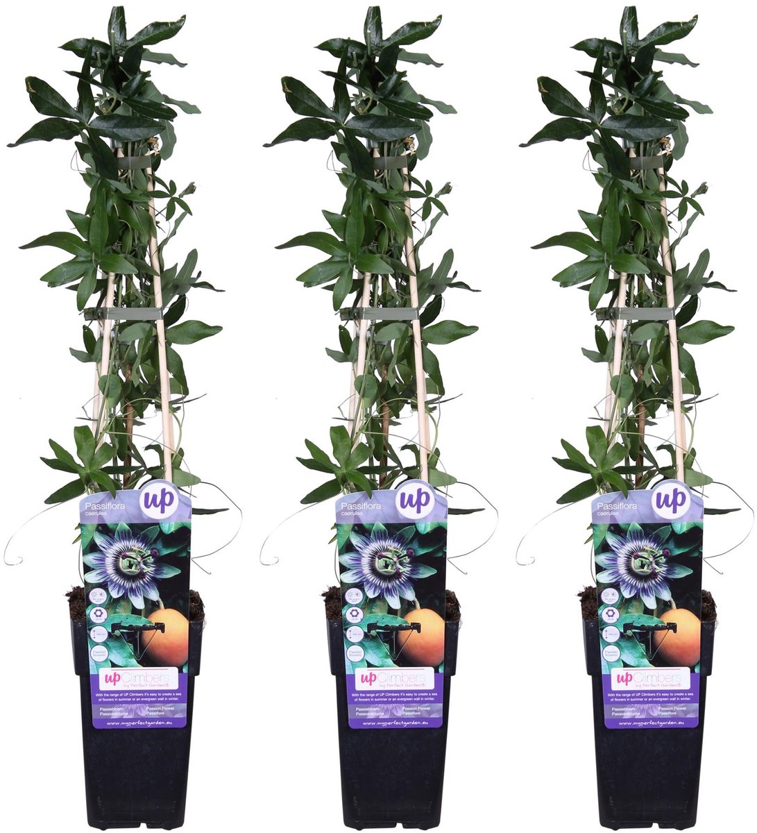 3x - Passiflora caerulea - ↨65cm - Ø15