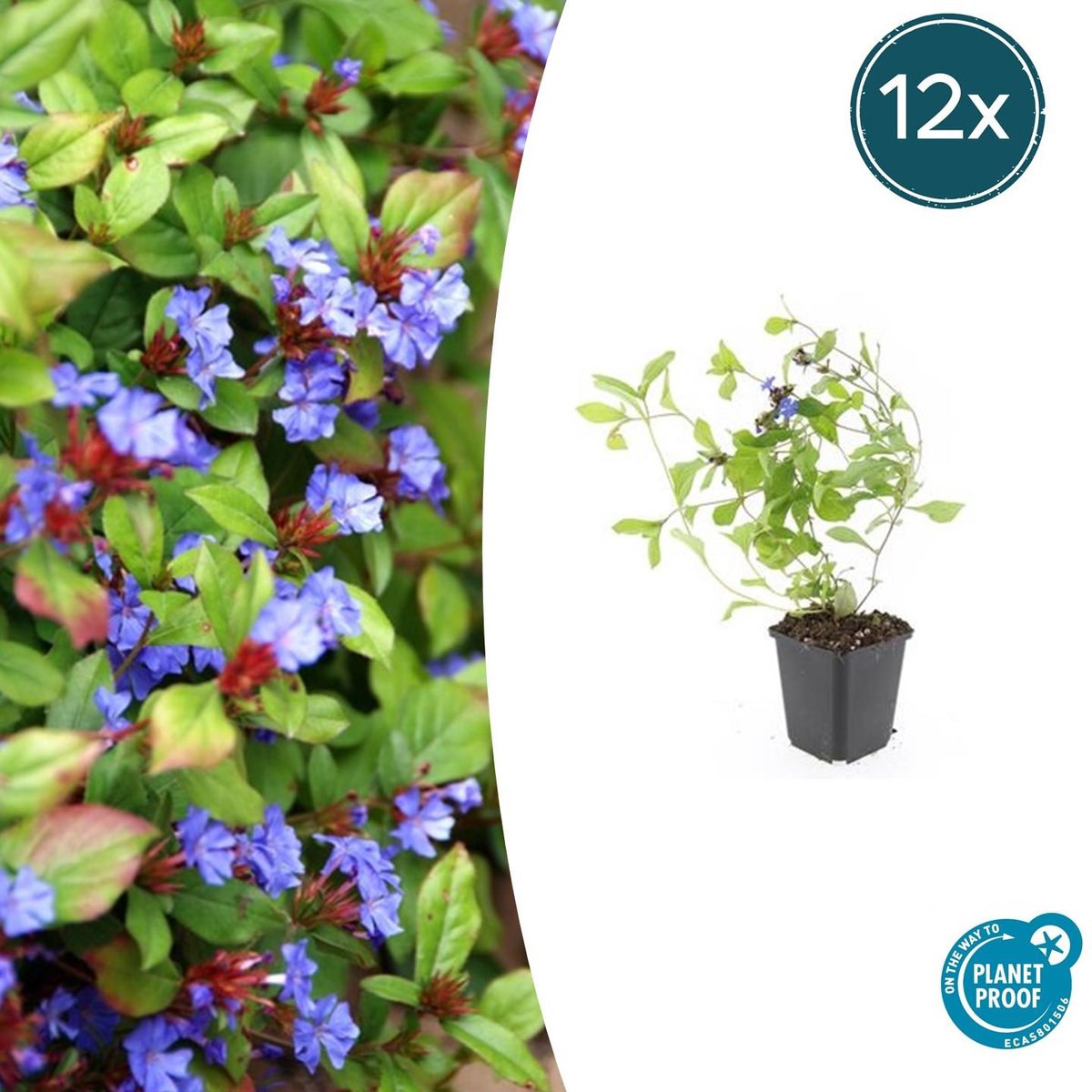 12x Ceratostigma plumbaginoides - 10-25cm - Ø9cm