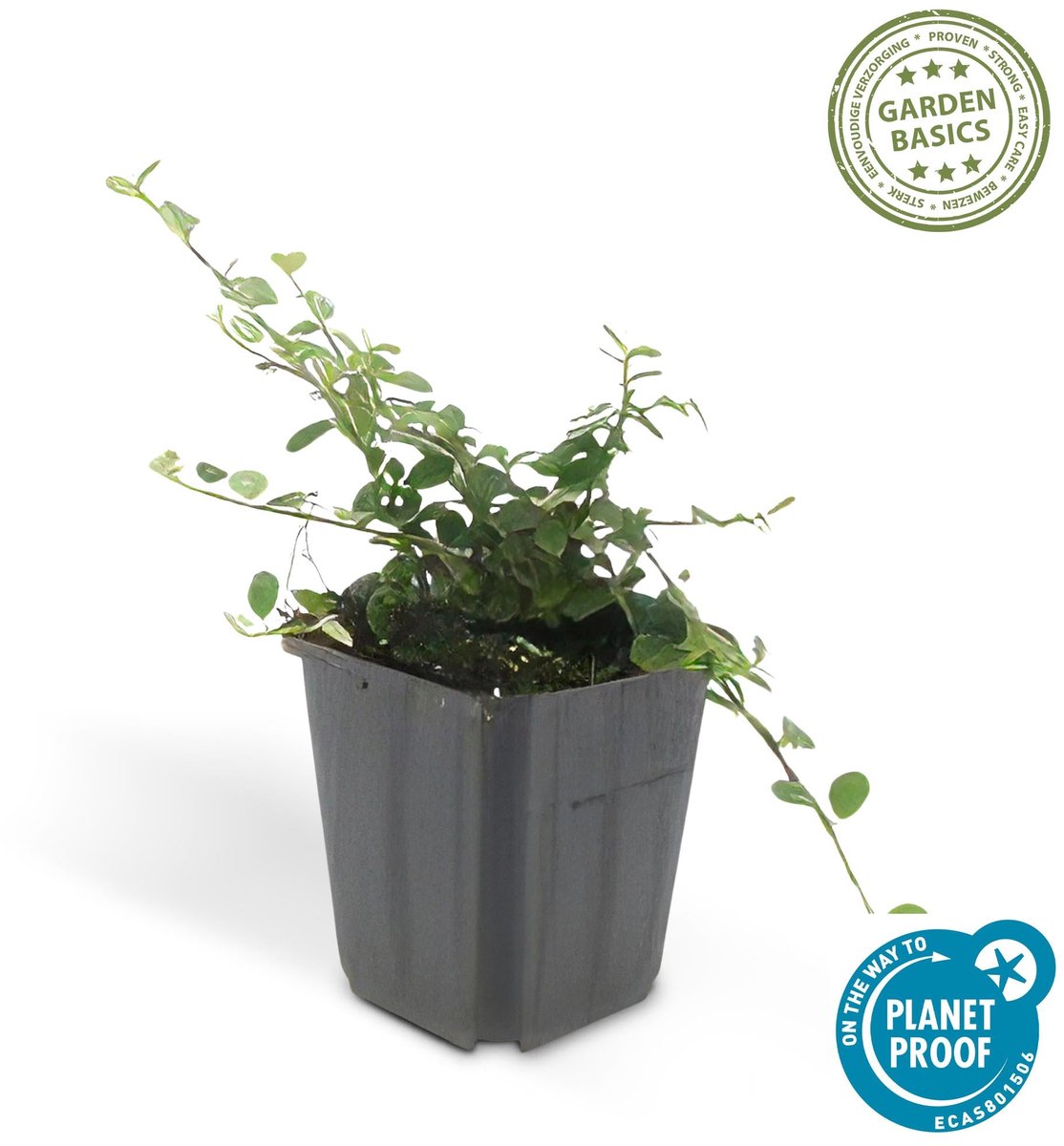 Cotoneaster pr. 'Queen of Carpets' - â†•10-25cm - Ã˜9cm 1x