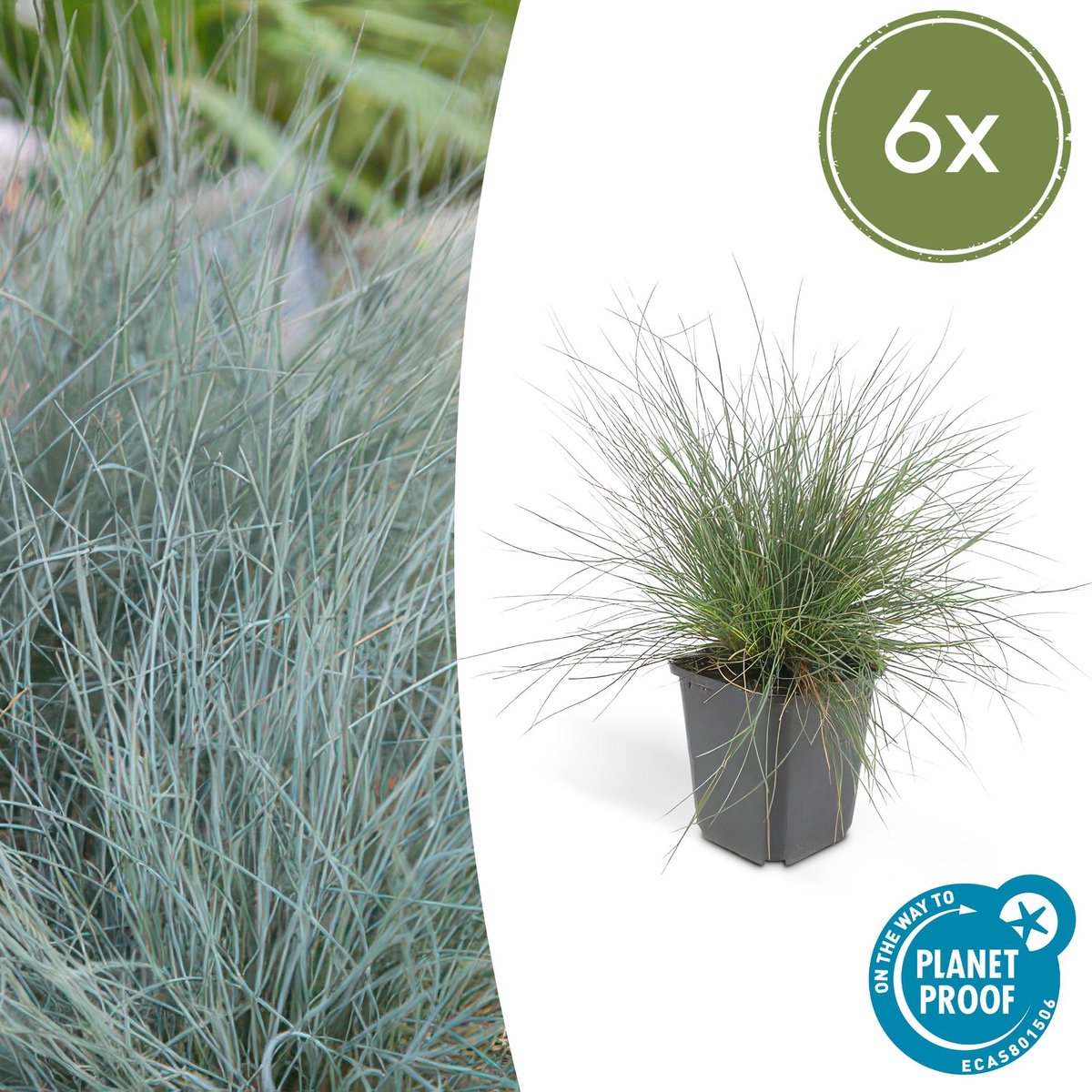 6x Festuca glauca 'Elijah Bleu' - 10-25cm - Ø9cm