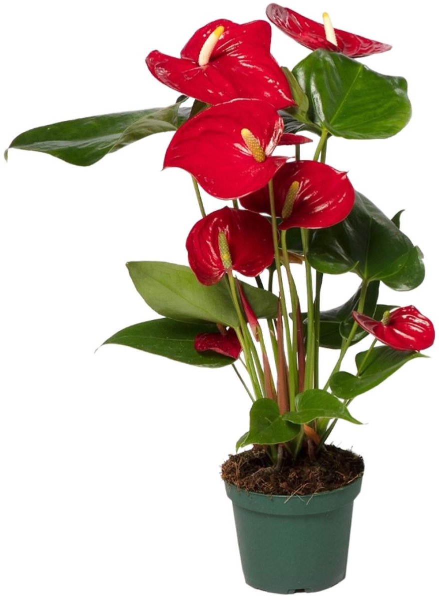 Anthurium Red - Ø12cm - 40cm