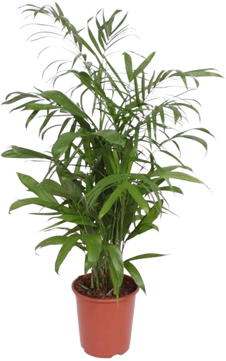 Chamaedorea Seifrizii - 140 cm - ø27