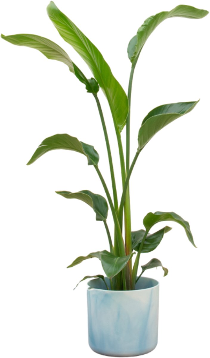 Combi deal - Strelitzia Nicolai inclusief elho Ocean Round atlantisch blauw Ø22 - 100 cm