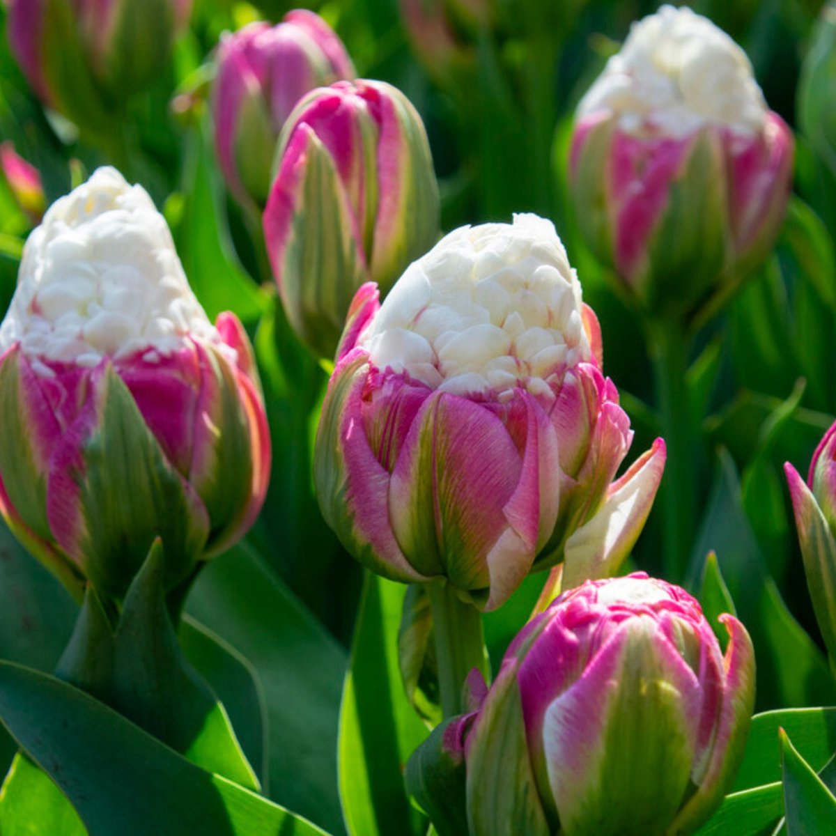 Tulp (Tulipa) - Ice Cream - double - Snijbloemen - Voorjaarsbollen - bloeit in April / Mei / Juni