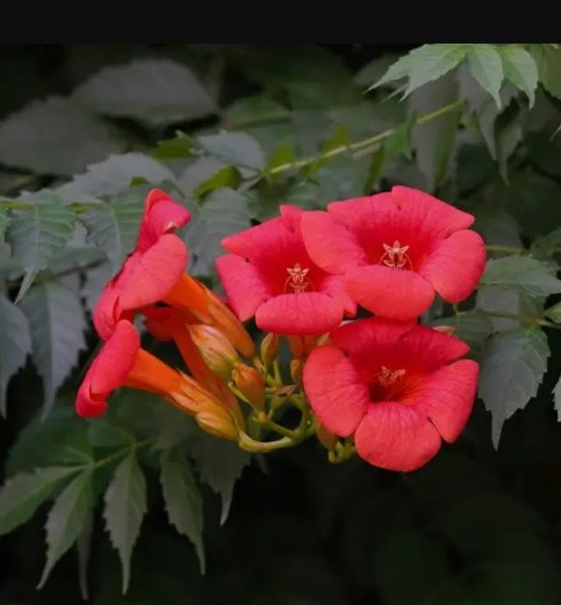 Campsis radicans - Trompetklimmer - Klimplant - Snijbloemen - Vaste planten - bloeit in Juli / Augustus
