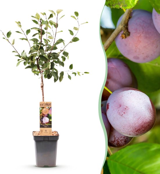 Jonge pruimenboom met paars-rode vruchten in een pot, 90cm hoog.