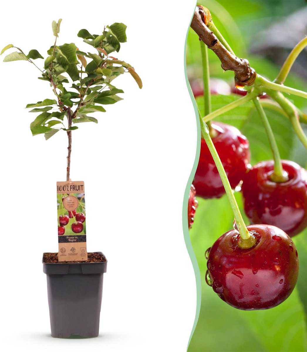 Productfoto van een jonge Regina-kersenboom in pot van Green Boutiq