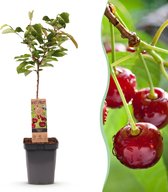 Green boutiQ - Fruitboom - Prunus avium Regina - Kersenboom - Winterhard - Donker Rode Bes - 1 Plant - Pot 21cm - Hoogte 90cm