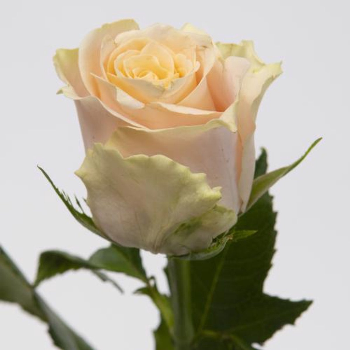 20x Rosa charmant 50cm