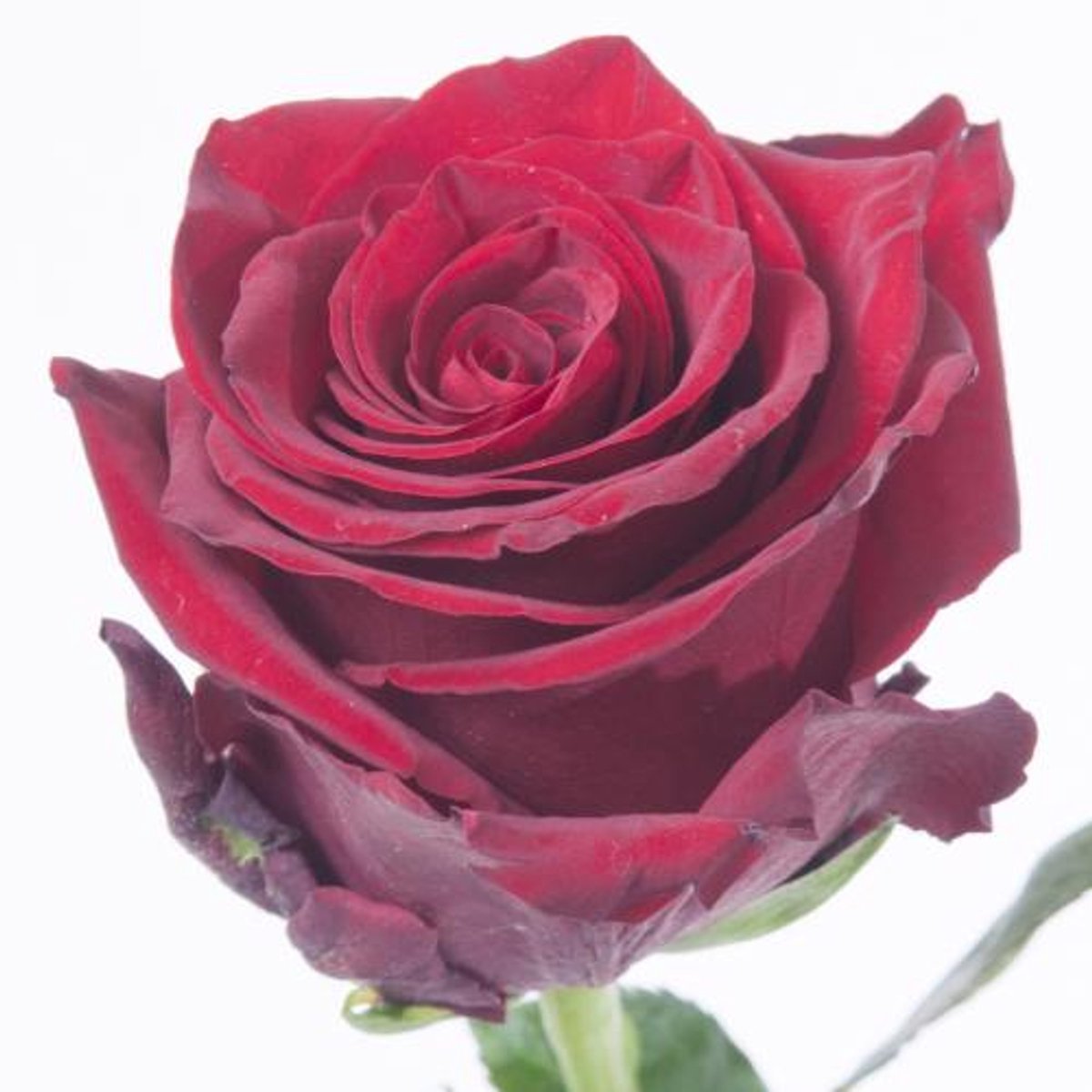 25x Rosa explorer 40cm