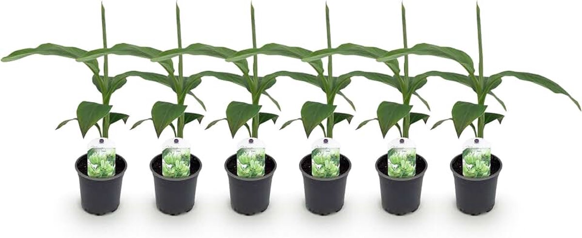 Plant - Musa Basjoo - Winterhard - 6 planten - 30cm - Ø12cm - Tuinplant