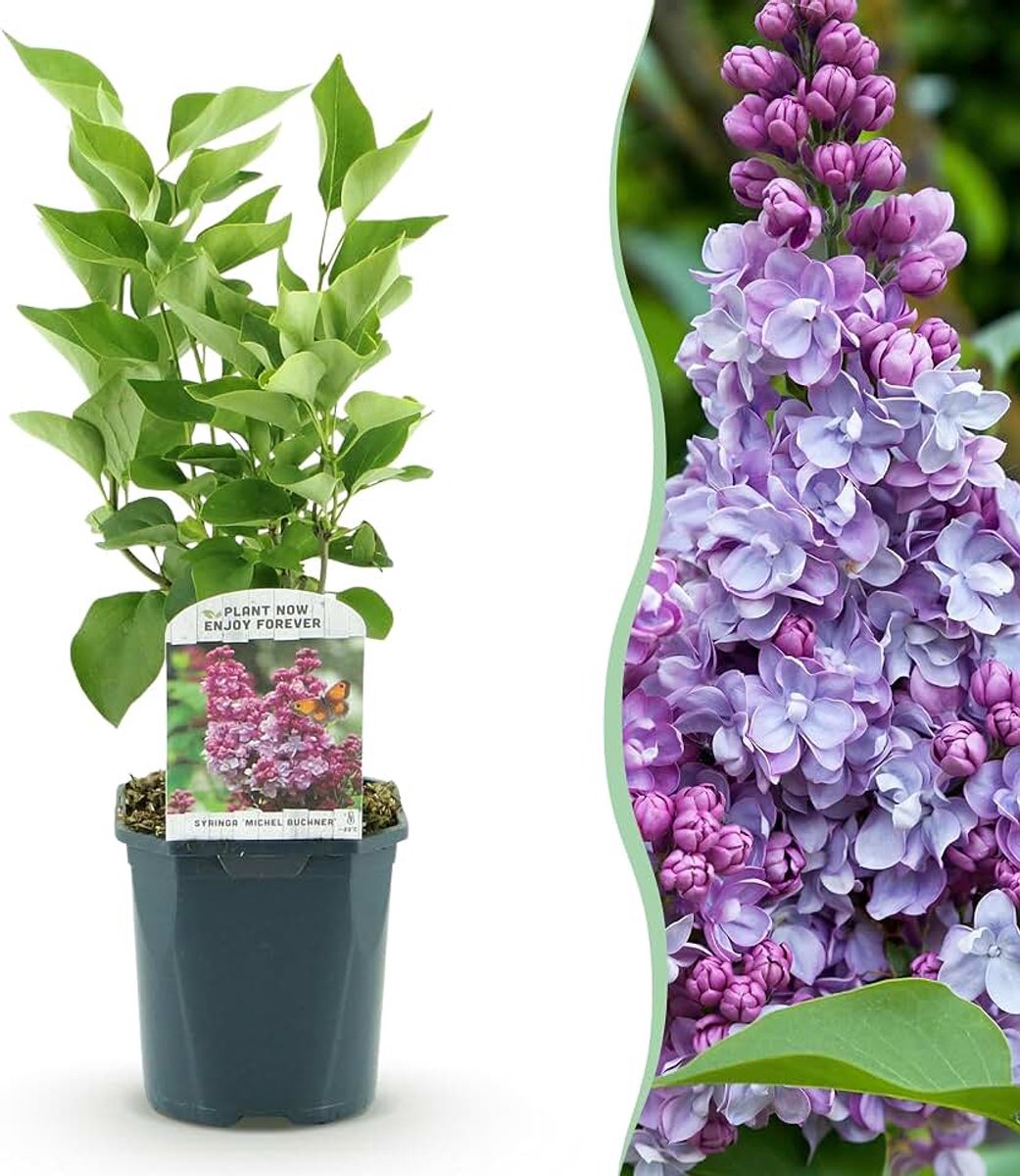 Vulgaris Michel Buchner - Gewone Sering - Winterhard - Roze - 35-45cm - Ø17cm - Tuinplant
