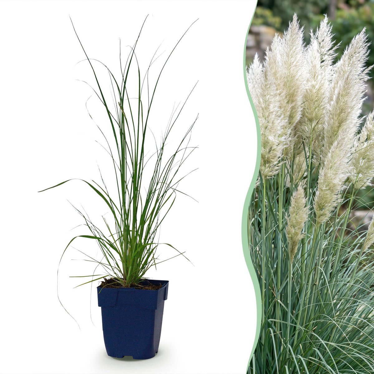 Plantenboetiek.nl | Cortaderia sell. Pumila - Dwergpampasgras - Met Pluim - Grijs - 6 Planten - Ø11cm - 15-25cm hoog - Tuinplant