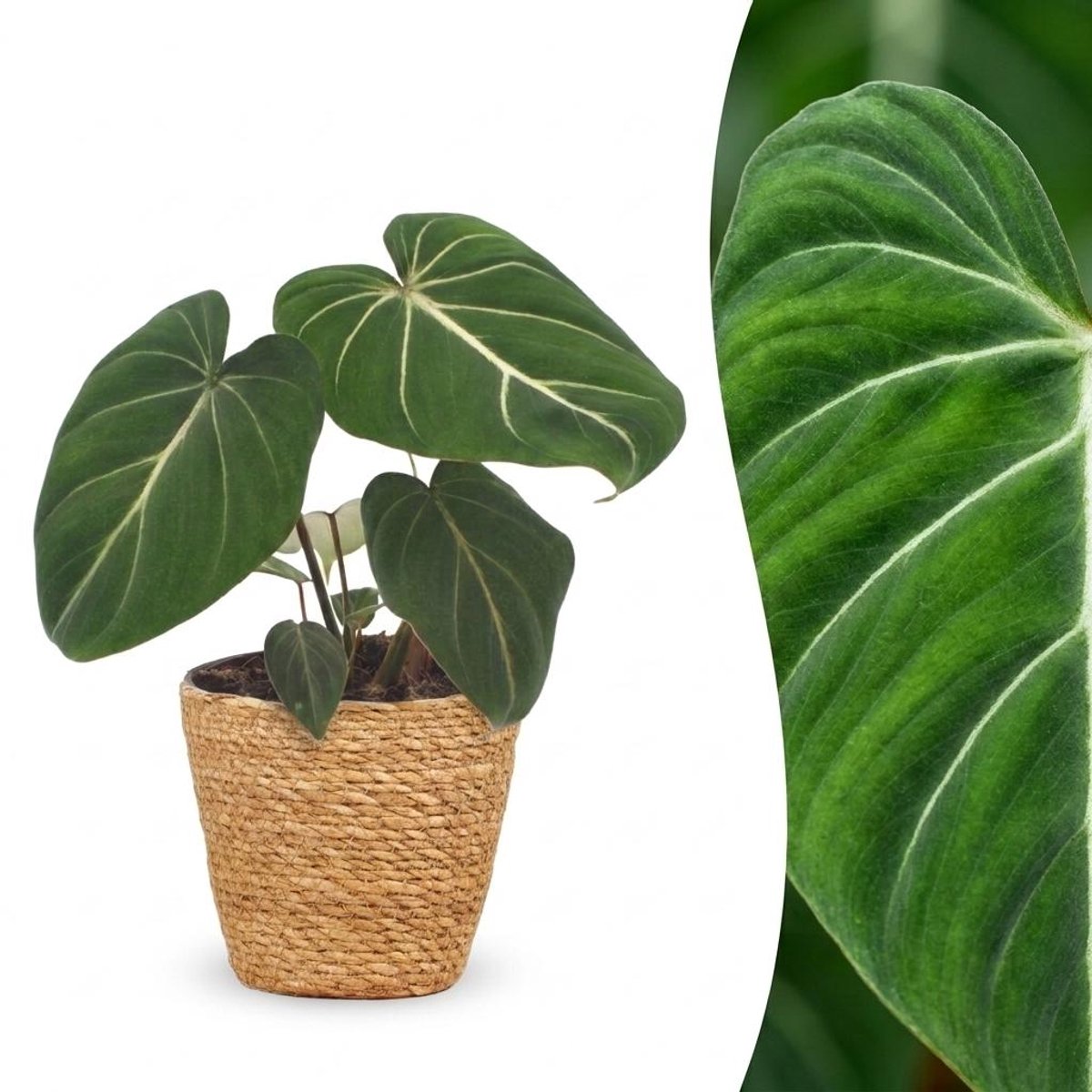 Plantenboetiek.nl | Philodendron Gloriosum - Glorie Philodendron - met Mand - Ø12cm - 25cm hoog