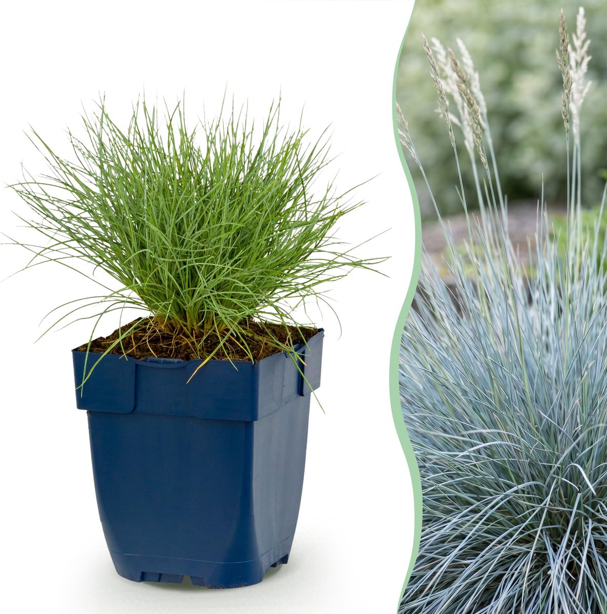 Plantenboetiek.nl | Festuca glauca - Blauwgras - Groenblijvend - Blauw - 24 Planten - Ø11cm - 15-25cm hoog - Tuinplant