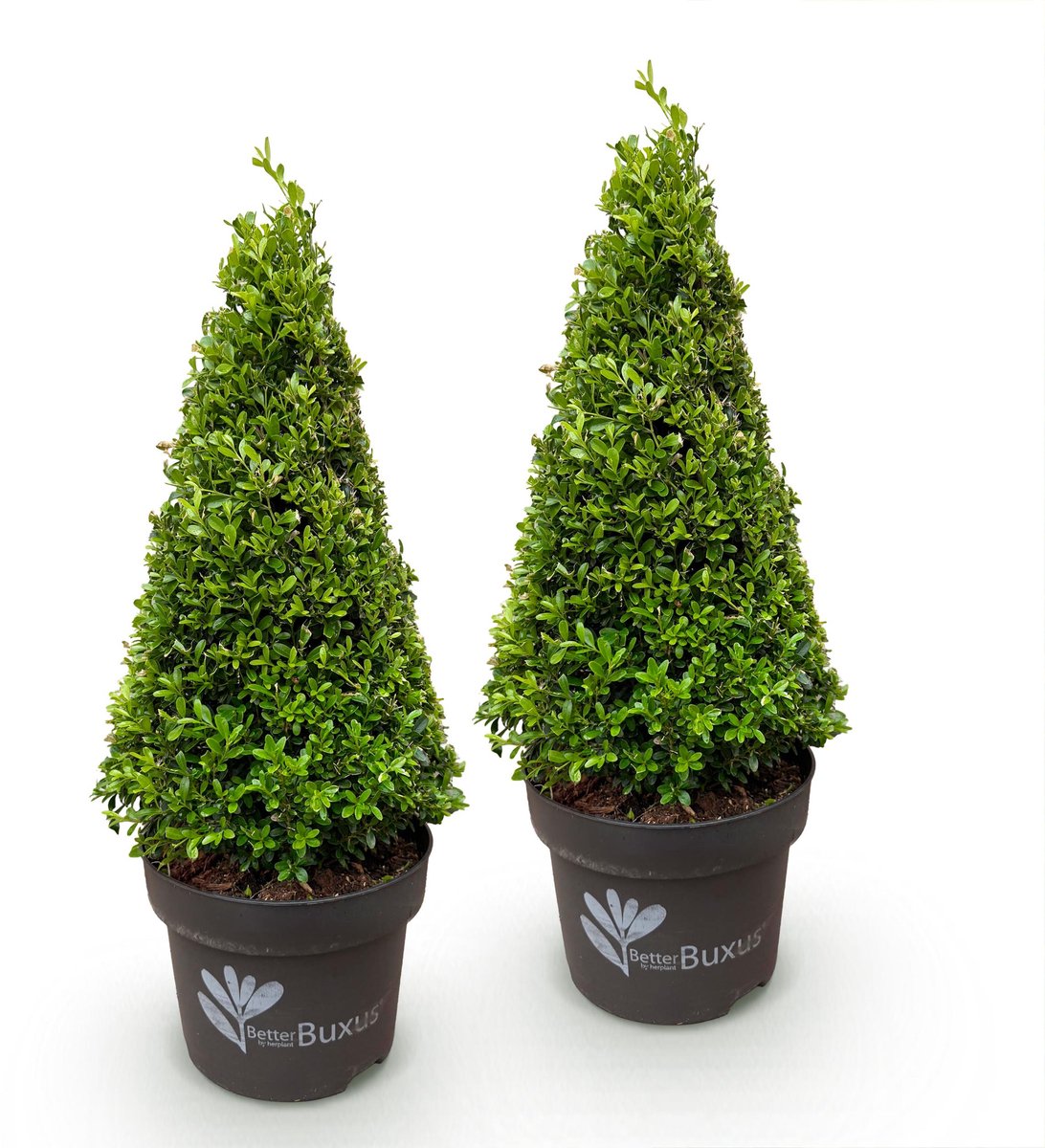 Plantenboetiek.nl | Buxus Pyramide - BetterBuxus Skylight - Resistant tegen de Buxus Schimmel - 2 Planten - Ø23cm - 60-70cm hoog - Tuinplant
