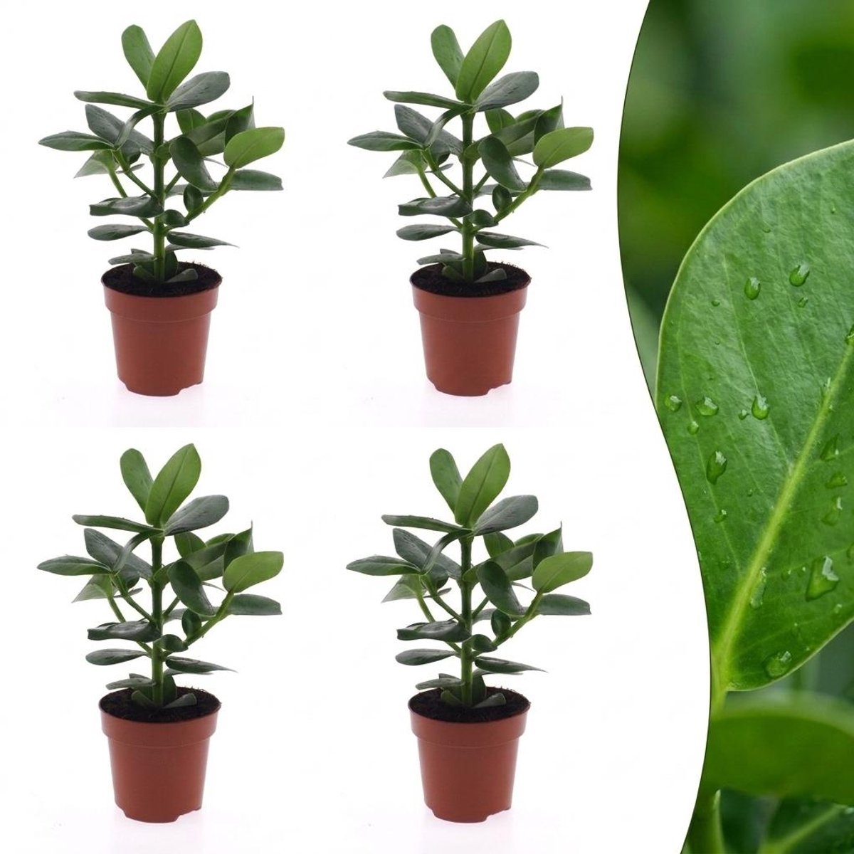 Plantenboetiek.nl | Clusia Princess - Clusia - 4 Planten - Ø12cm - 30-40cm hoog