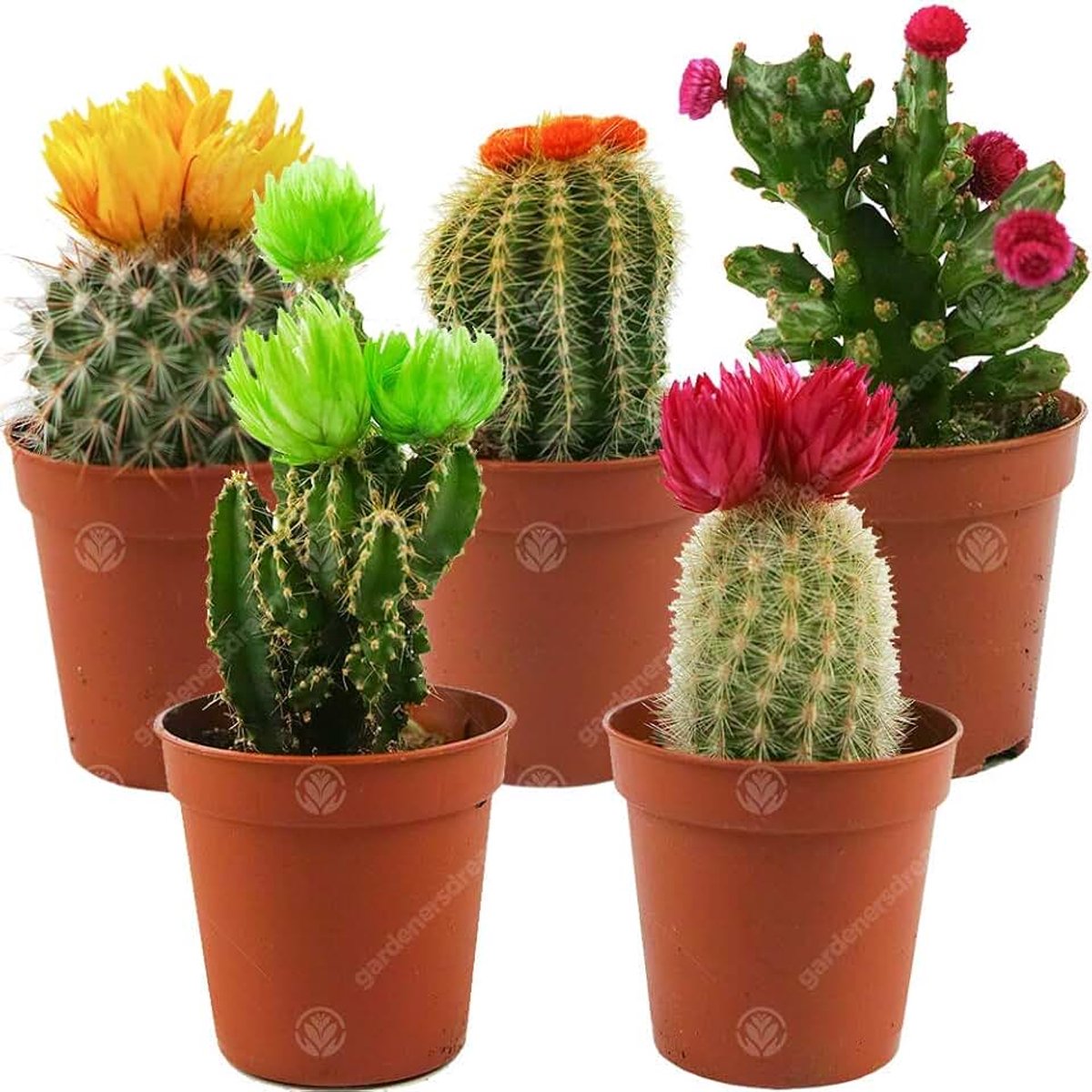 Cactus Disco Kamerplant in pot 5,5 cm klein cadeau voor thuis/kantoor (5 stuks)