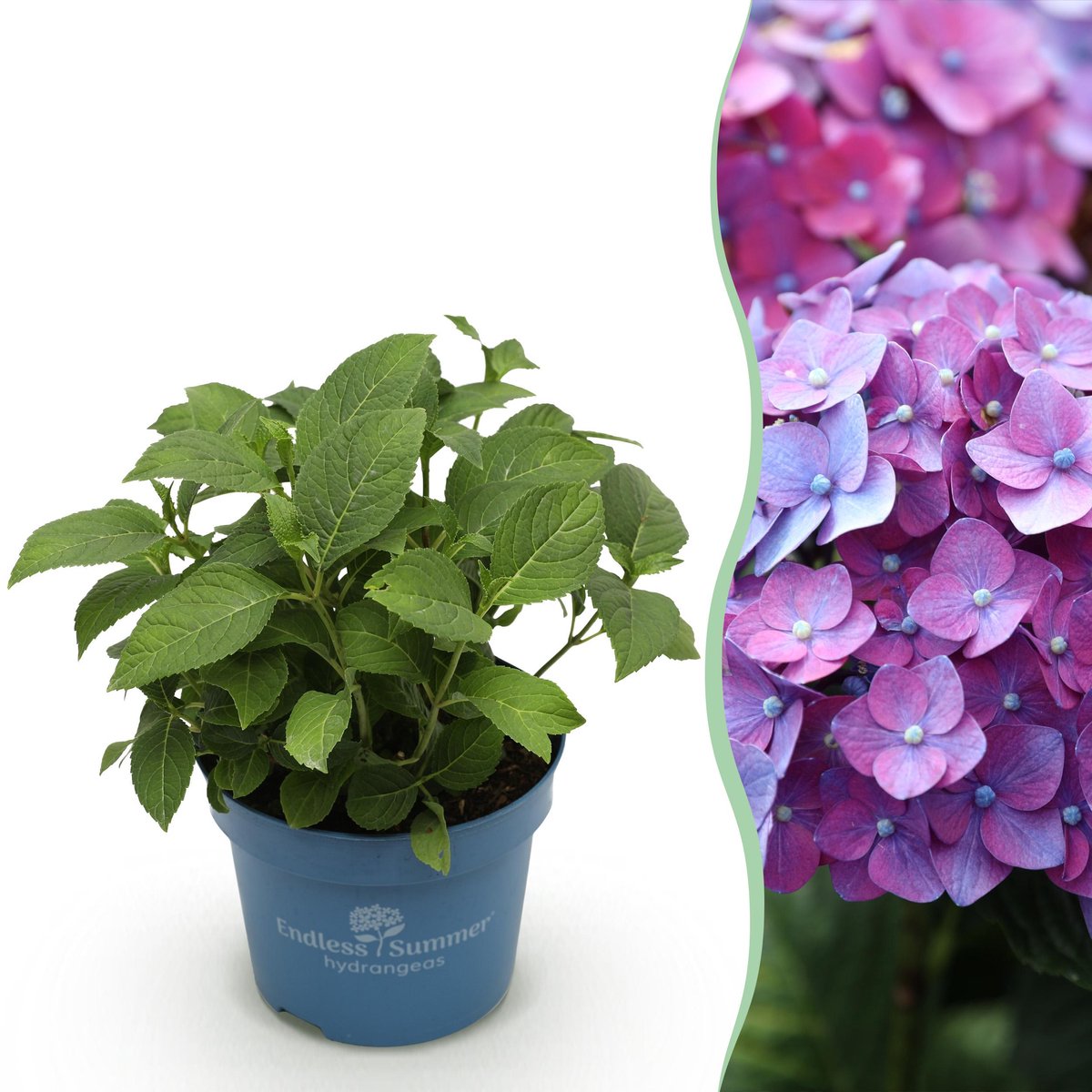 Plantenboetiek.nl | Hydrangea Endles Summer Summer Love Purple - Hortensia - Winterhard - Paars - Ø14cm - 20-25cm hoog - Tuinplant