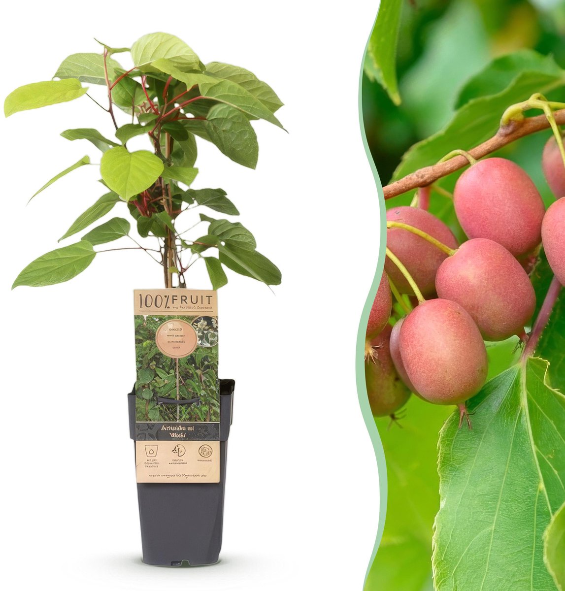 Plantenboetiek.nl | Actinidia arguta Weiki - Kiwiplant - Mannelijk - Rode - Paarse Vruchtjes - Ø15cm - 40-50cm hoog - Tuinplant