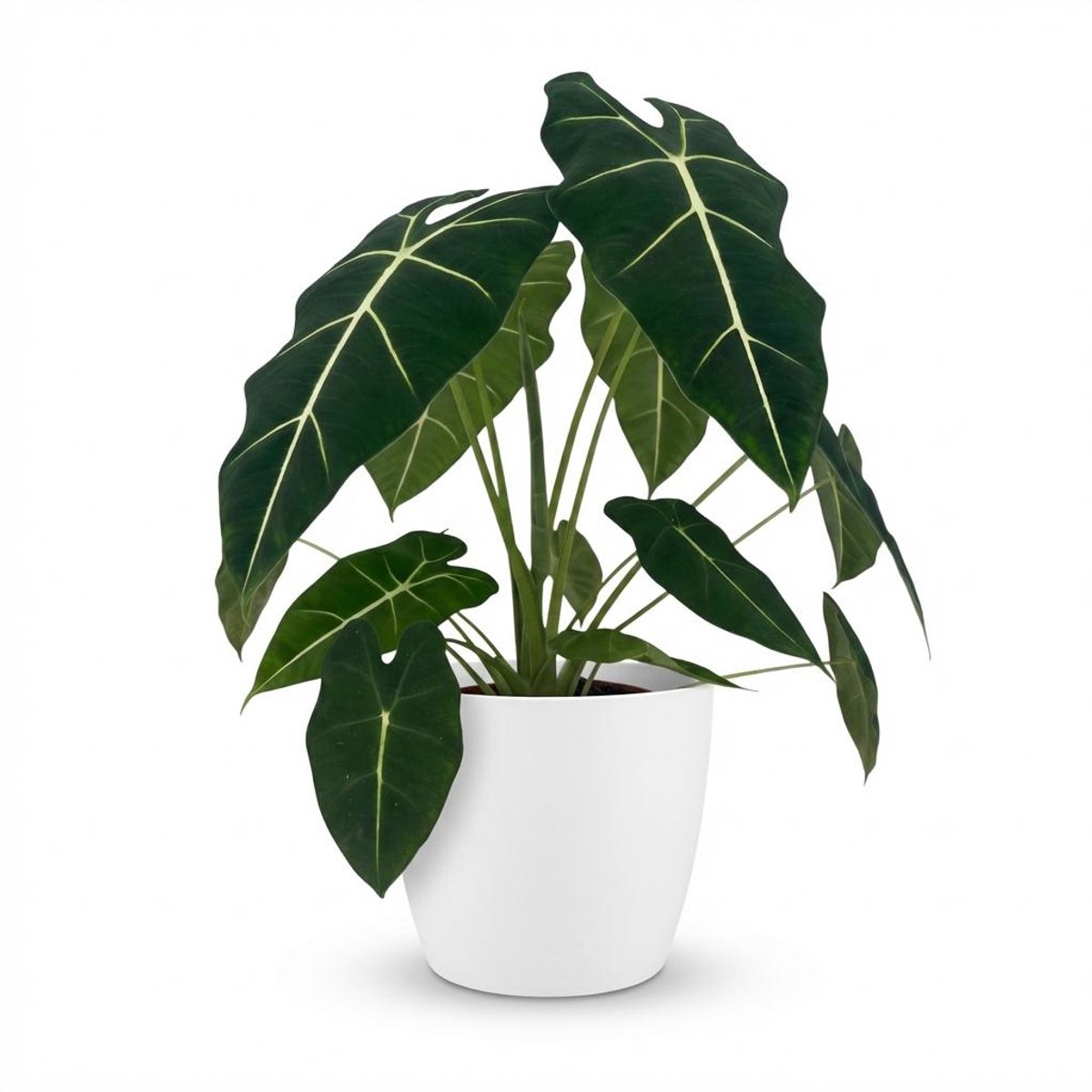 Plantenboetiek.nl | Olifantsoor - Alocasia Frydek - Groen - Weinig onderhoud - met Potter Wit - Ø19cm - 50-60cm hoog - Kamerplant - Groenblijvend