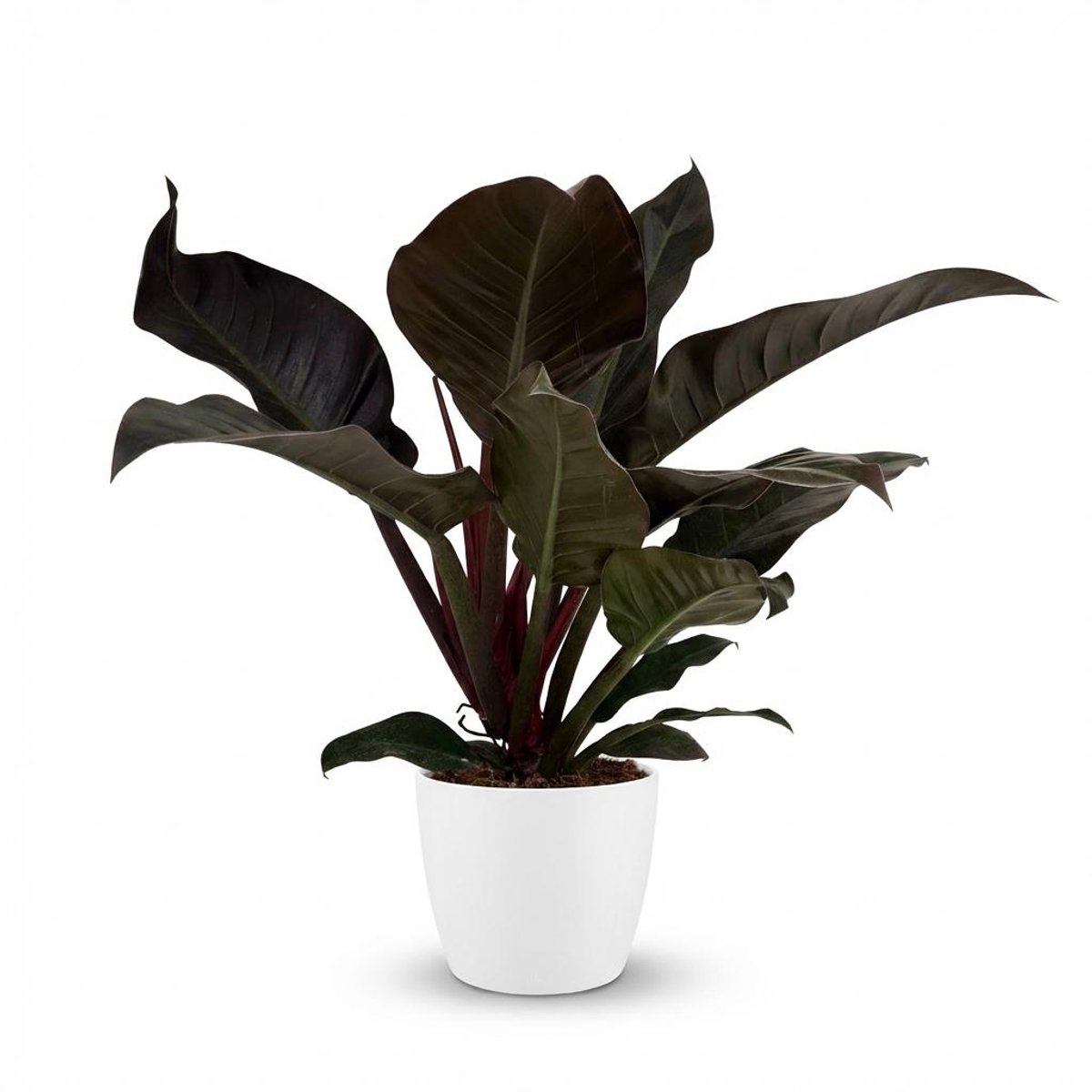 Plantenboetiek.nl | Philodendron - Philodendron Imperial Red - Rood - Weinig onderhoud - met Potter Wit - Ø19cm - 50-60cm hoog - Kamerplant - Groenblijvend