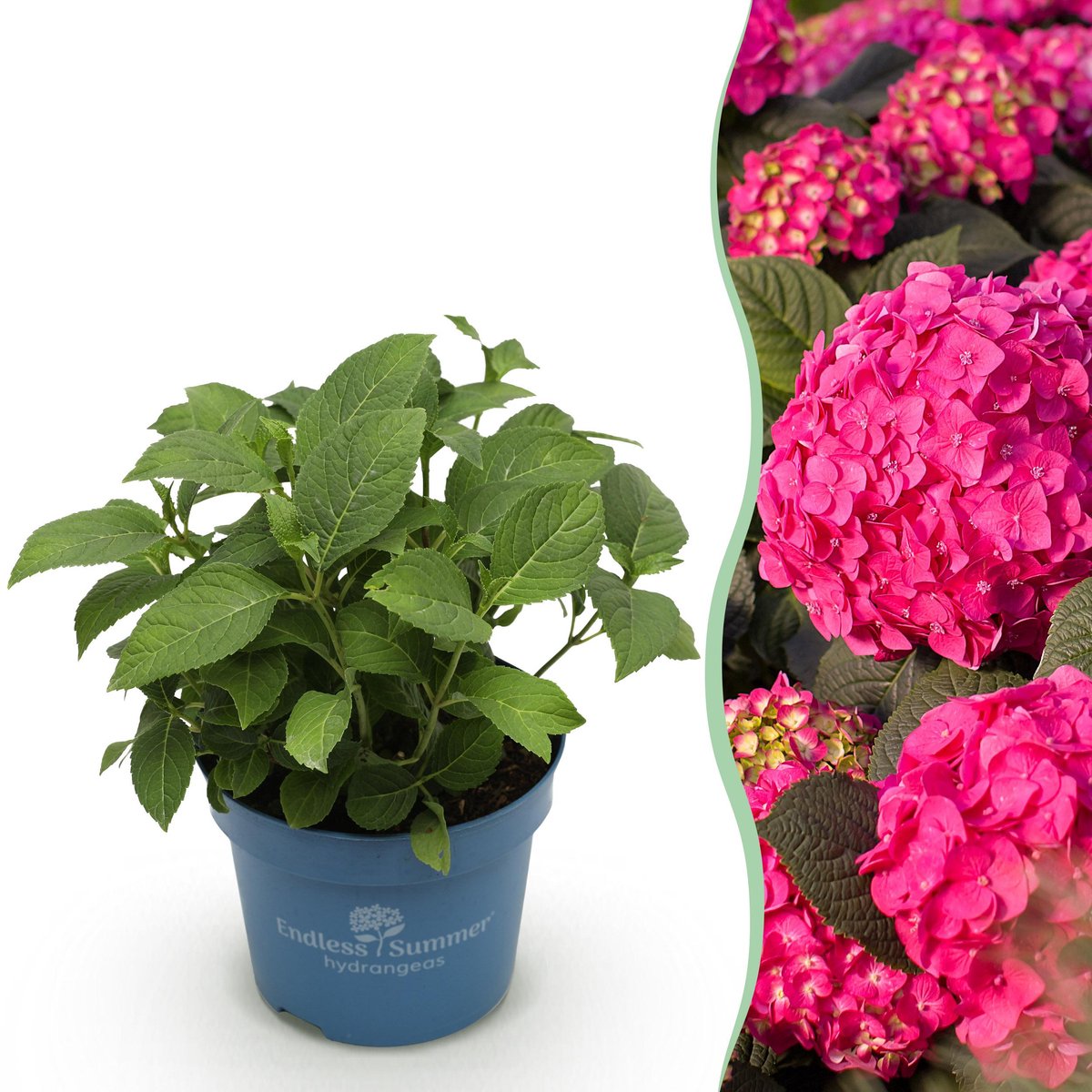 Plantenboetiek.nl | Hydrangea Endles Summer Summer Love Red - Hortensia - Winterhard - Rood - Ø14cm - 20-25cm hoog - Tuinplant