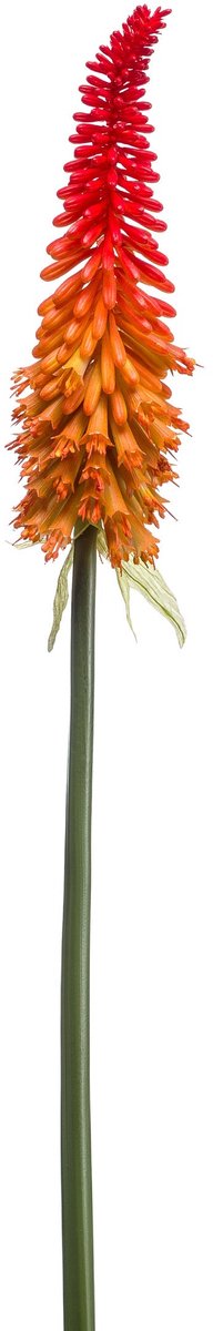 Emerald - Kunstbloem Kniphofia 85cm rood/oranje - Kunstplant voor binnen