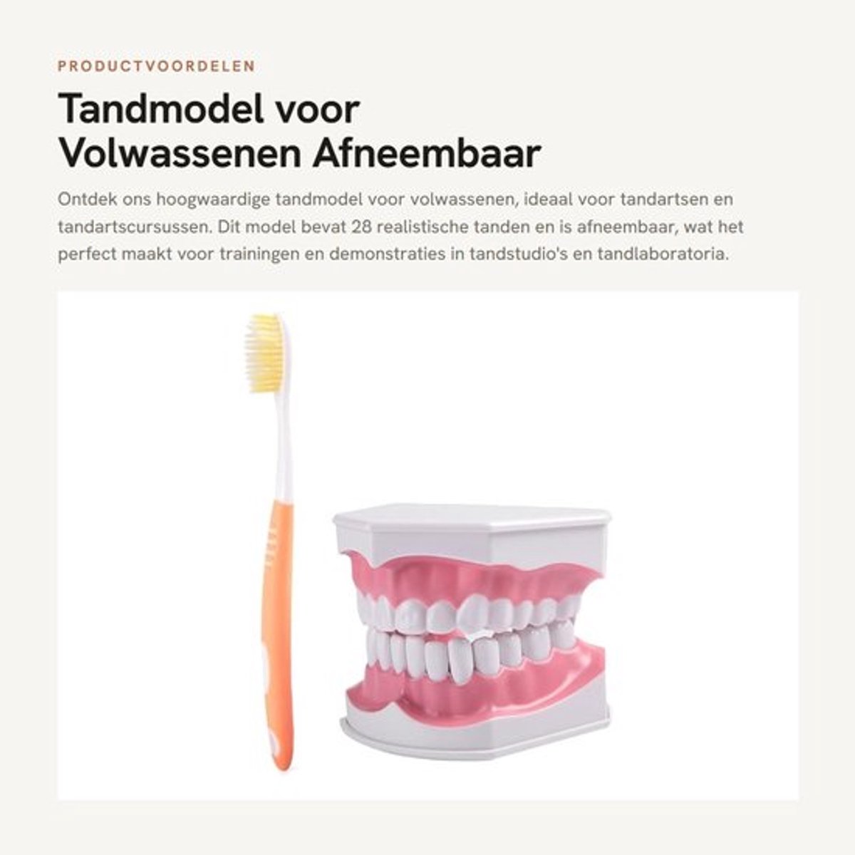 Tandmodel voor Volwassenen - 28 Tanden - Afneembaar - Tandenborstel - PVC - Hoogwaardig Product - Tandartsmodel